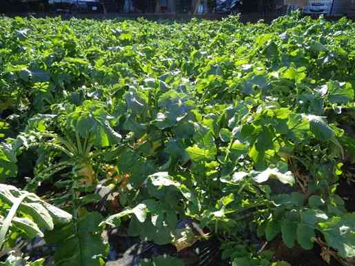 大沢ふるさとセンターの大根の畑
