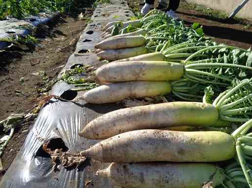 収穫した大根