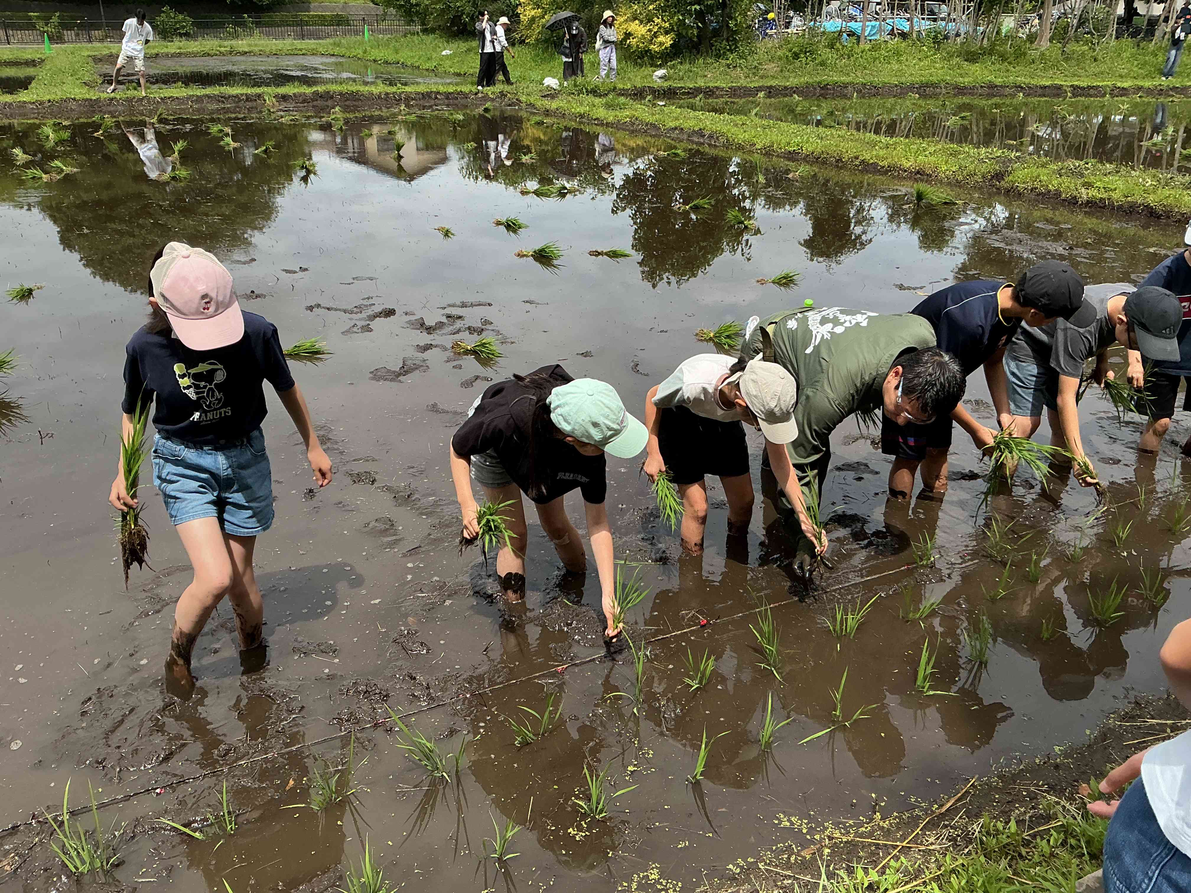 田植え写真２
